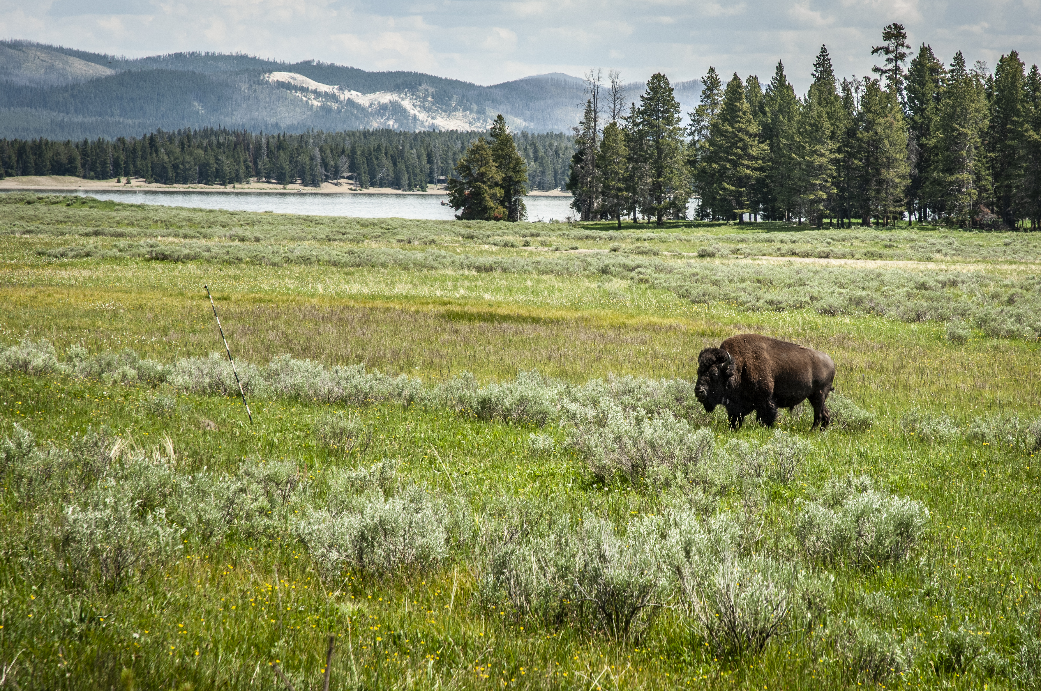 Lone buffalo - Yellowstone National Park