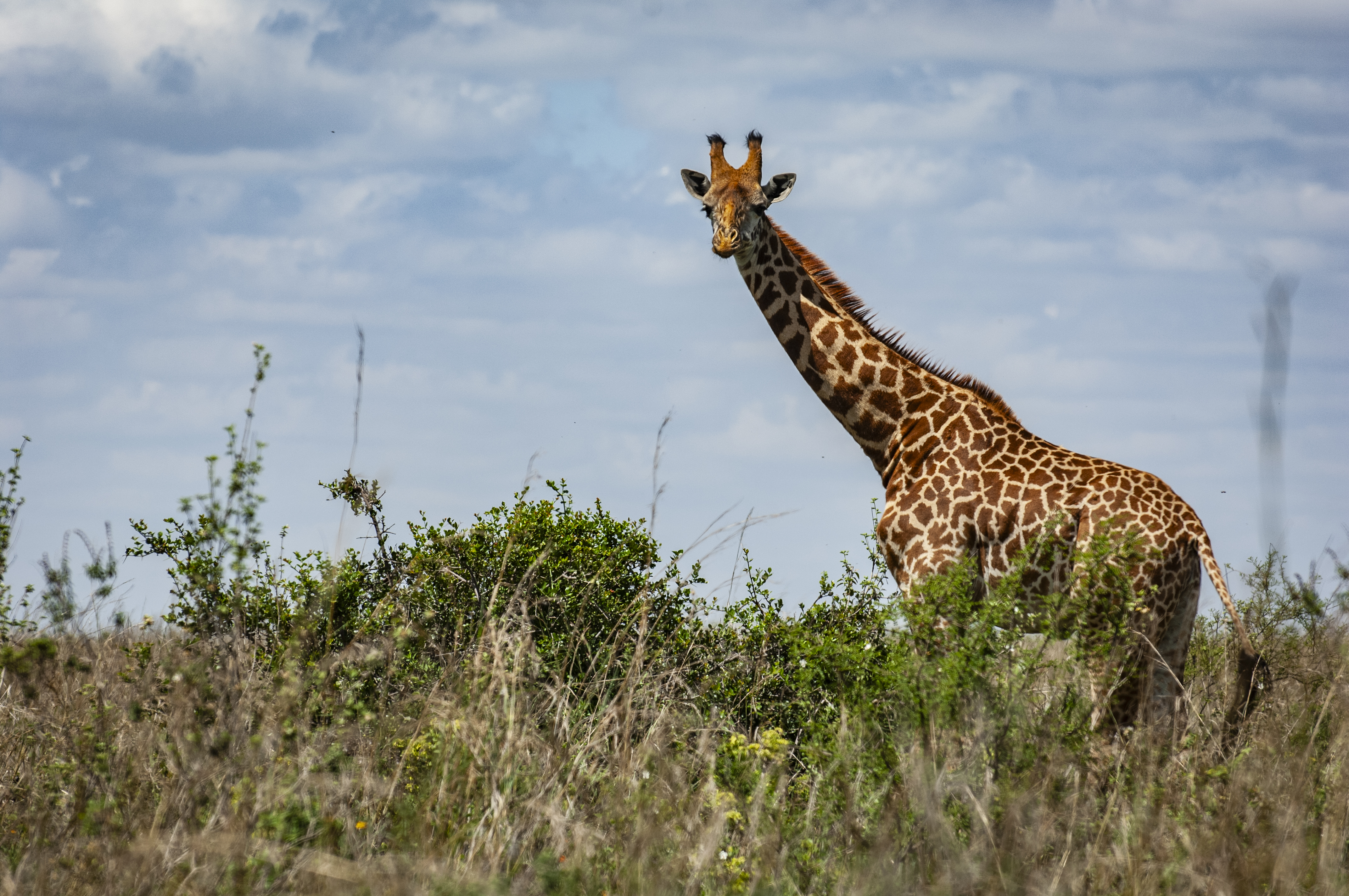 Nairobi National Park
