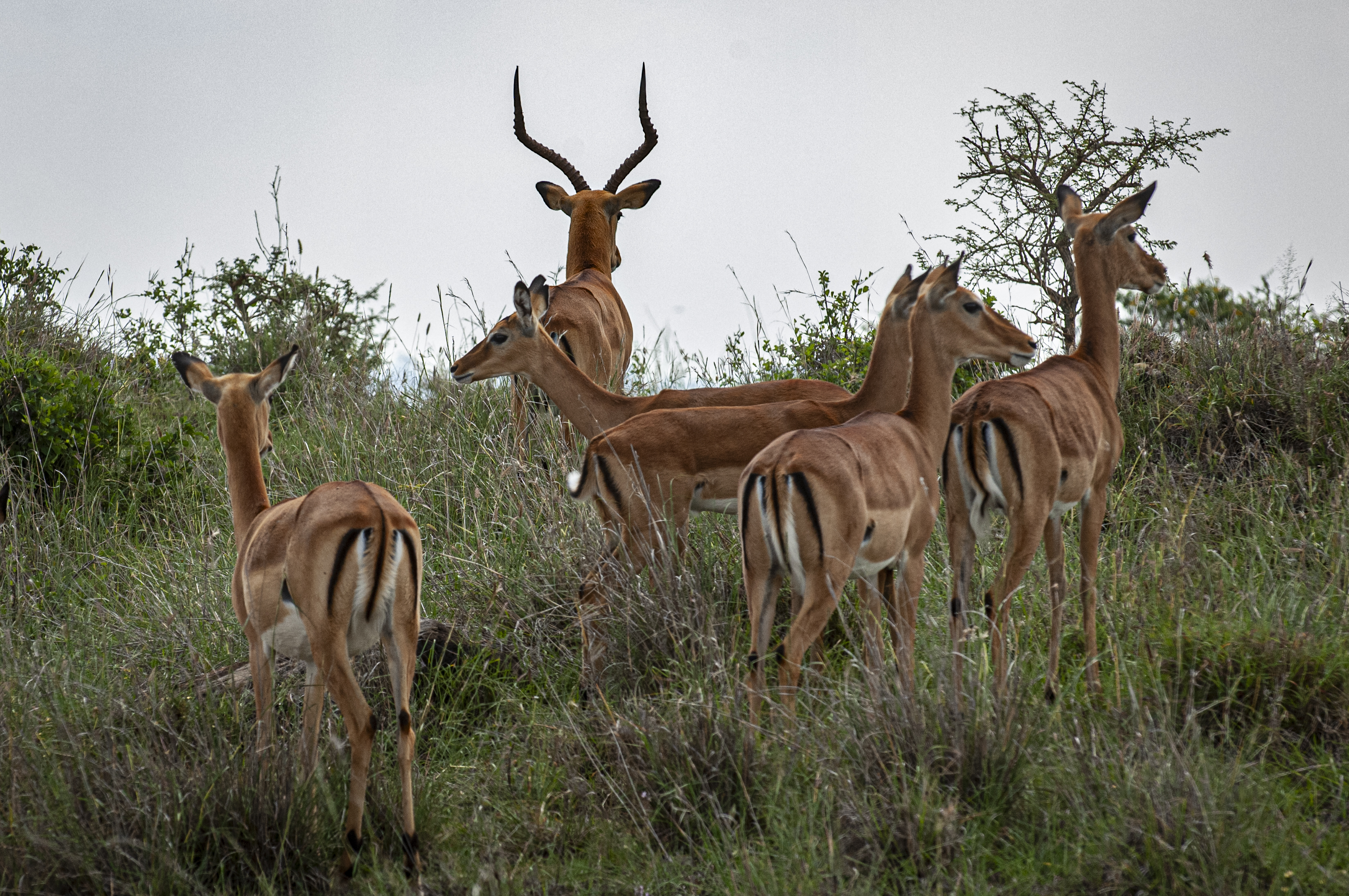 Nairobi National Park