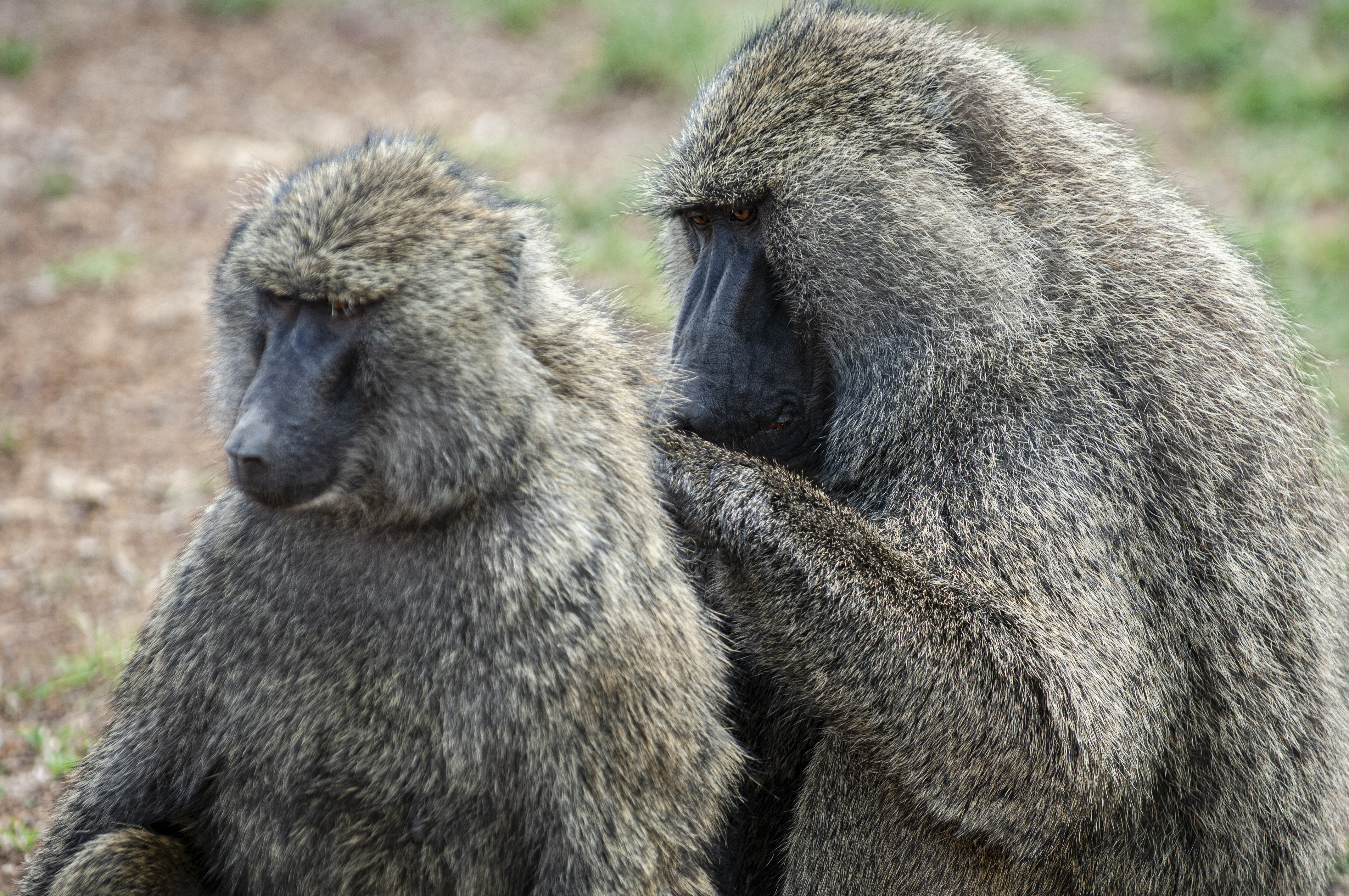 Nairobi National Park