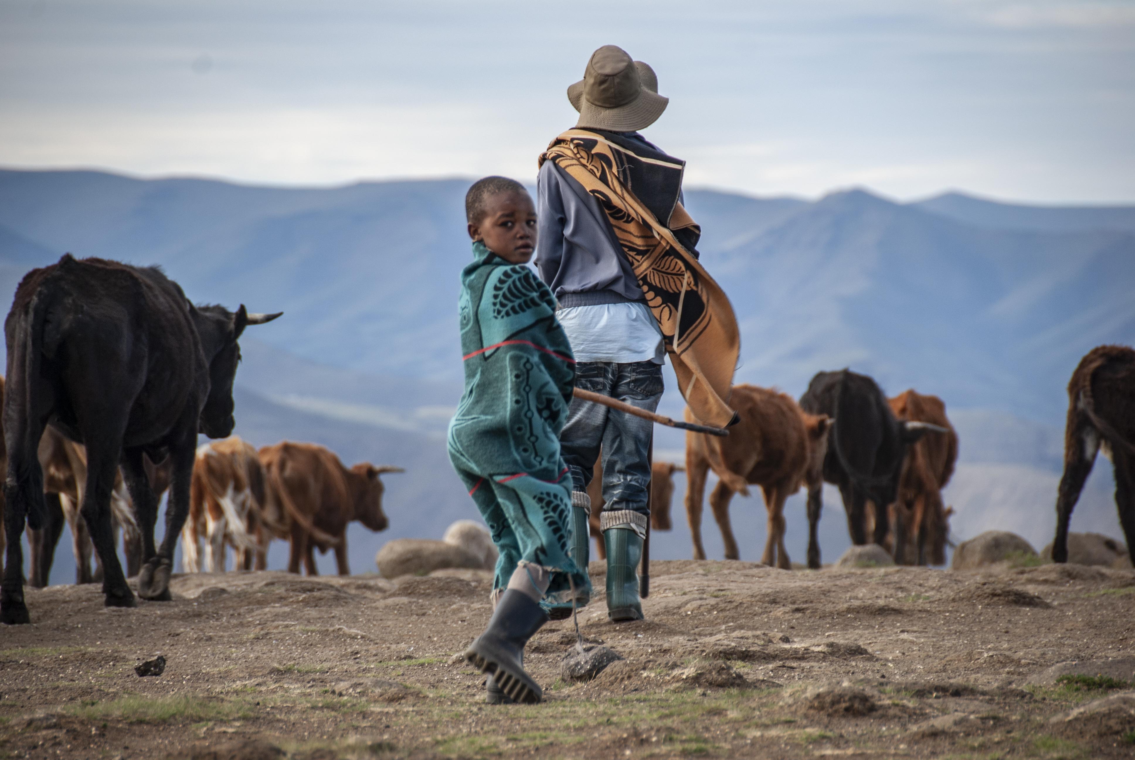 Young Basotho sheppherd 