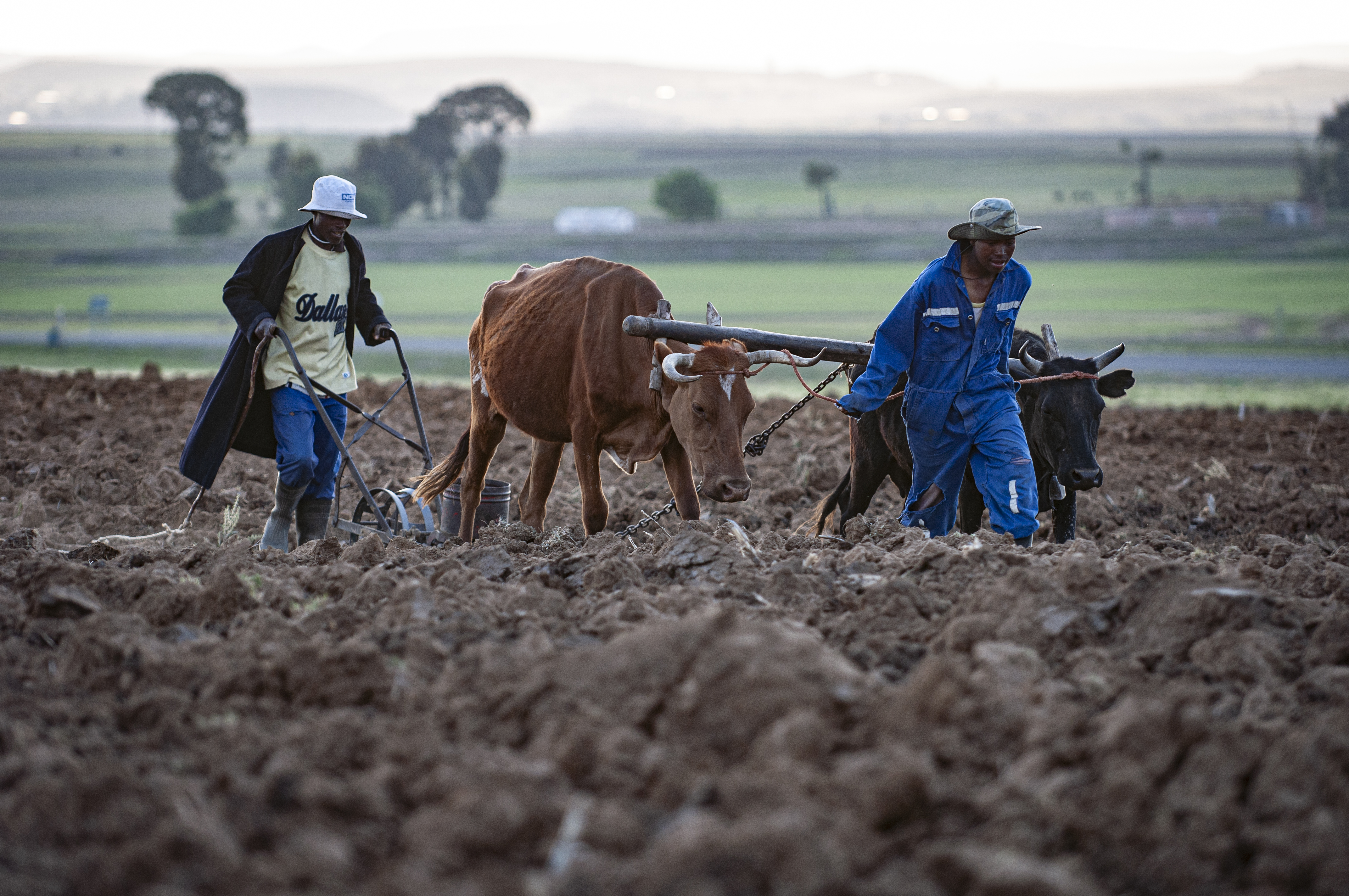 Deep plowing in Lesotho
