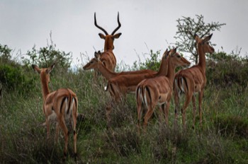 Nairobi National Park