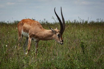 Nairobi National Park