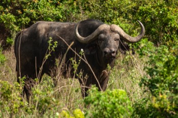 Nairobi National Park