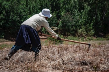 Growing Nations conservation agriculture field training